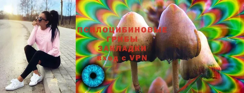 Псилоцибиновые грибы Psilocybe  Венёв 